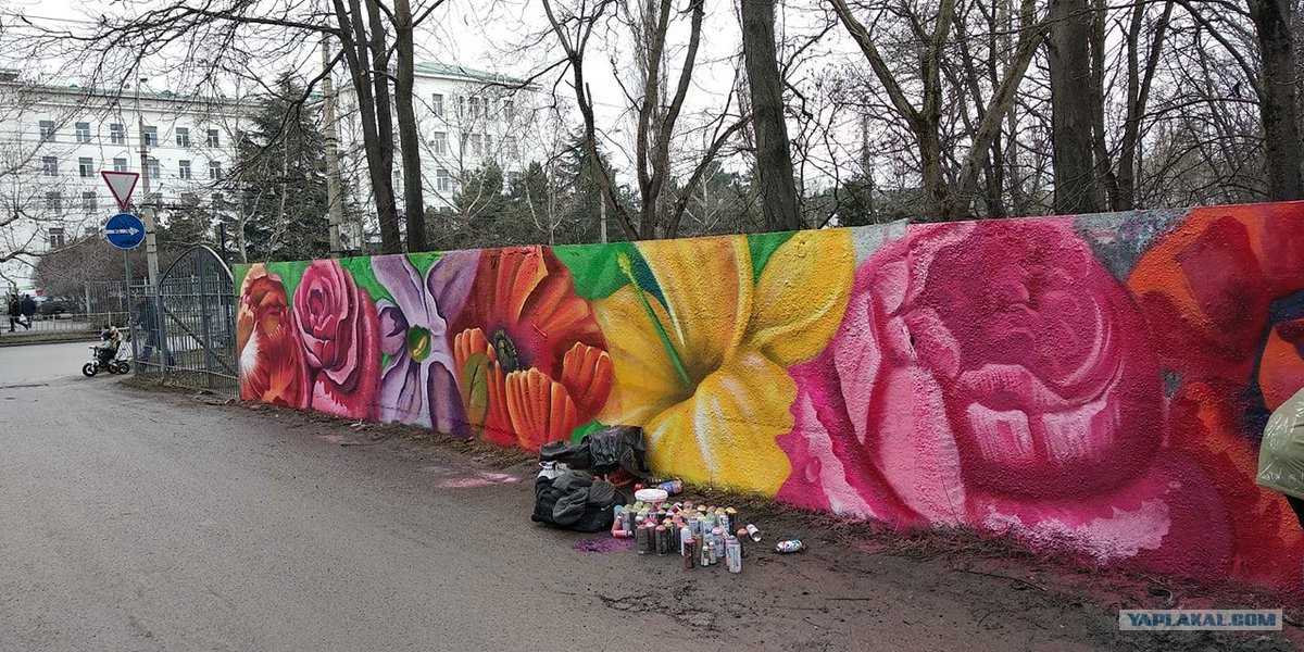 Пентас в саду — мой опыт выращивания из семян