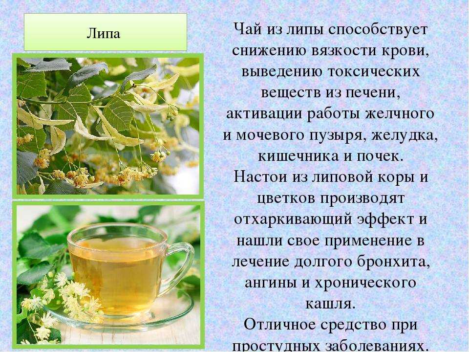 Лист дуба в природе, дизайне, геральдике и литературе