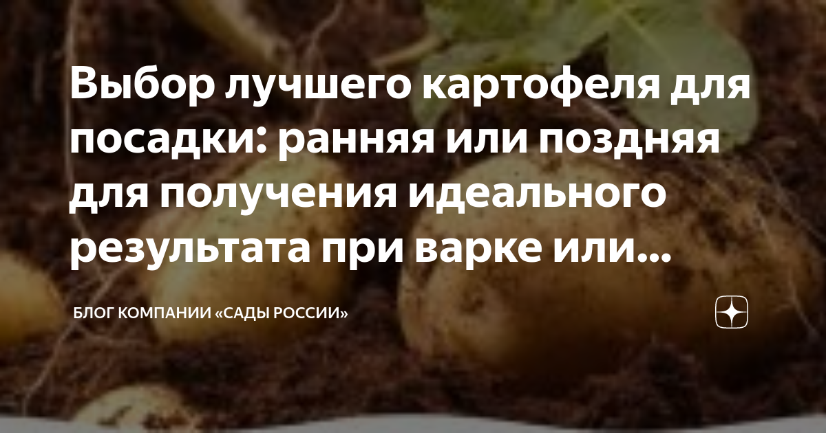 Фиолетовая картошка — просто картофель или экзотический деликатес?