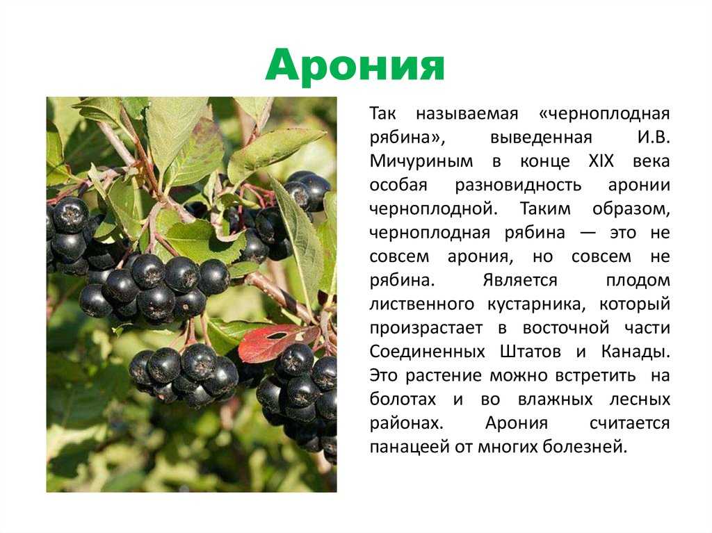 Рябина обыкновенная