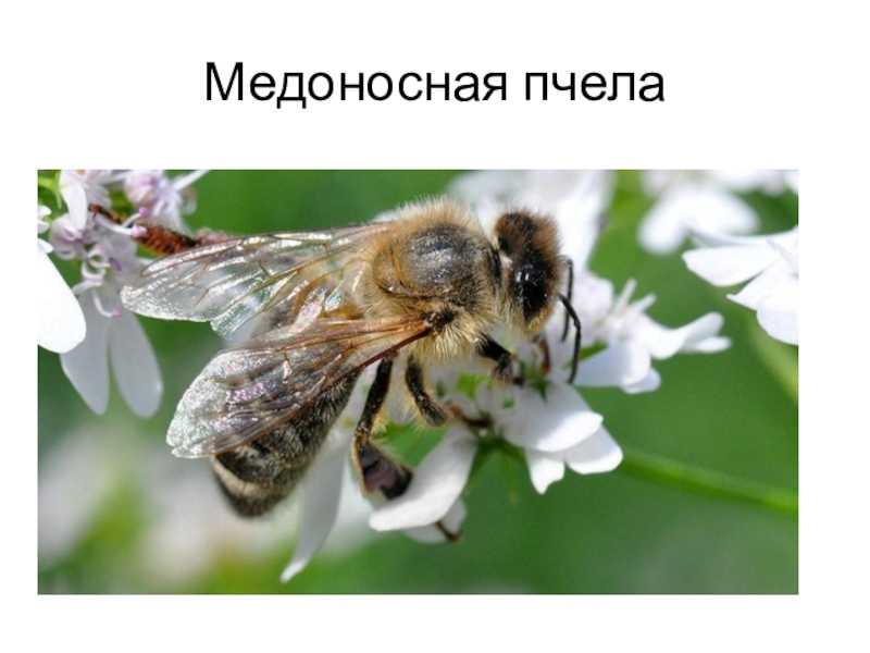 Как выглядят личинки пчел с фото и описанием