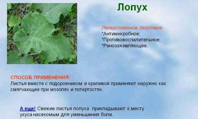 Репейник, или лопух большой: ваш домашний доктор