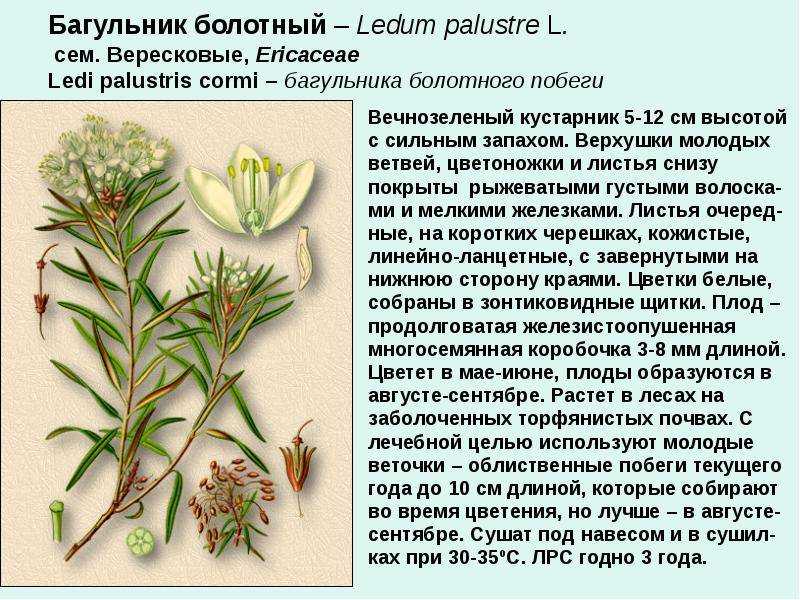 Багульник: выращивание и уход дома, фото
