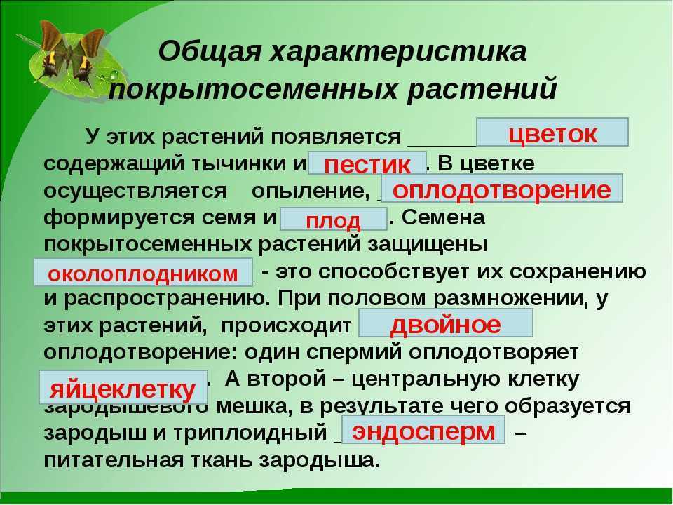Цветковые растения - размножение, классификация и научные факты
