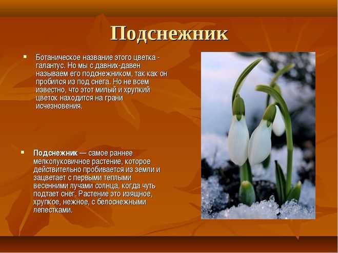 Первым цветет подснежник: фото, сорта, посадка и выгонка зимой