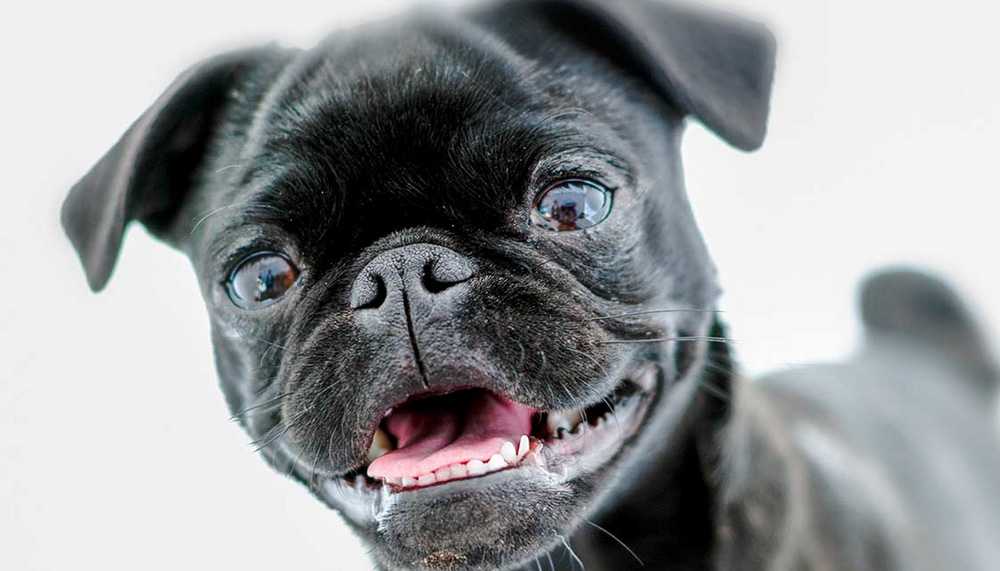 Мопс - 76 фото очень милой древней породы декоративных собак