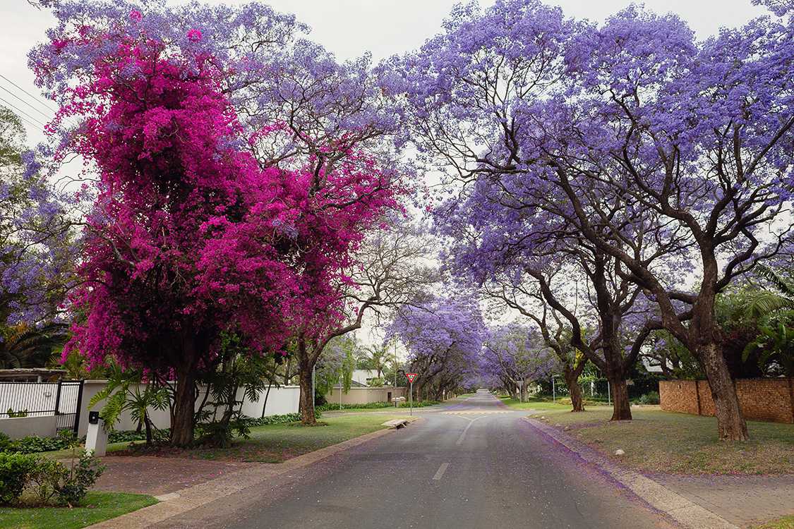 Красивые цветущие деревья: фото и названия