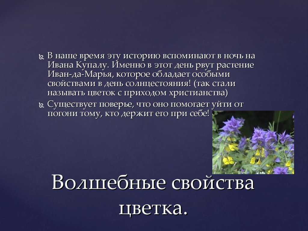 Иван-да-марья. мистический цветок с лечебными свойствами, который возможно держать в квартире и в саду
