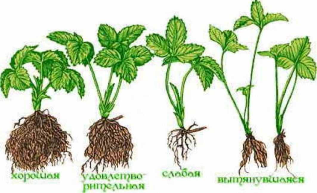 Как из клубники сделать сердечко на торт
