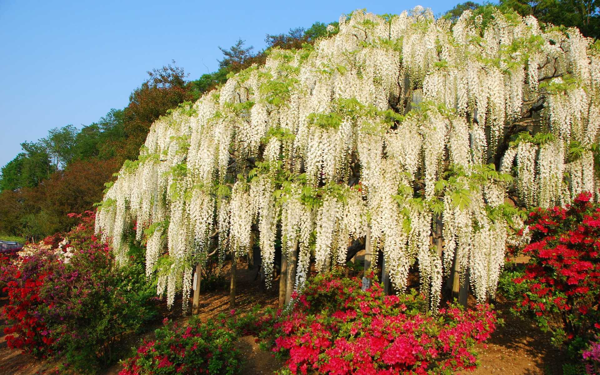 Красивоцветущие декоративные деревья для дачи — фото и названия