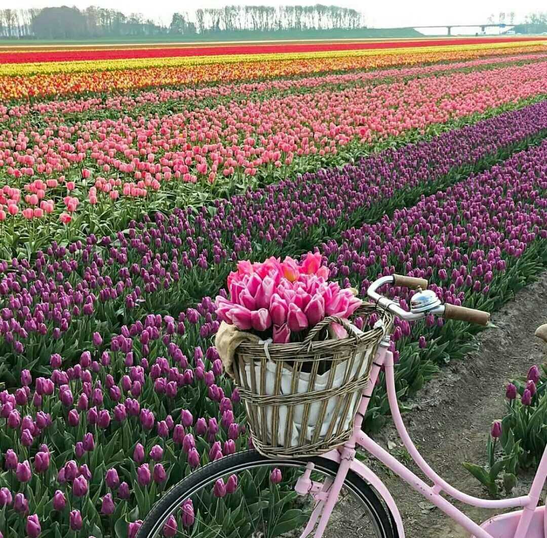цветы с голландии