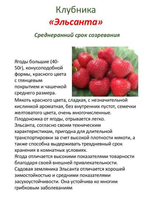 Розовая клубника: сорта необычной декоративной культуры