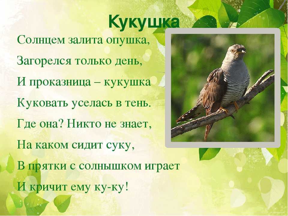 Когда расцветают кукушкины слезки. кукушкины слезы-заготовка и применение
