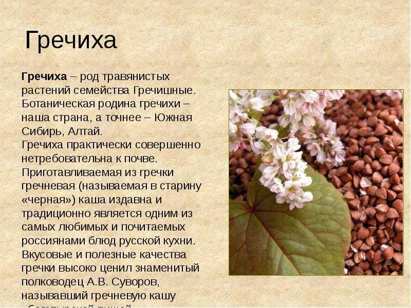 Гречиха: сказка ганса христиана андерсена читать онлайн