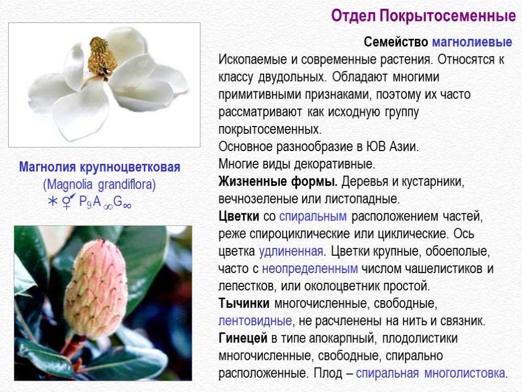 Покрытосеменные растения