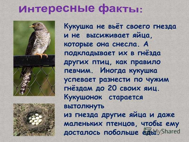 Яртышник или кукушкины слёзы. почему кукушка на своих детей обижена? | vortex flowers