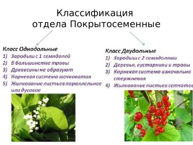 Покрытосеменные: строение, многообразие, значение | 5 класс