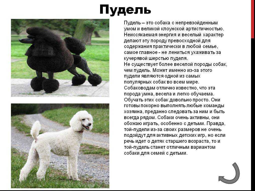 Той-пудель