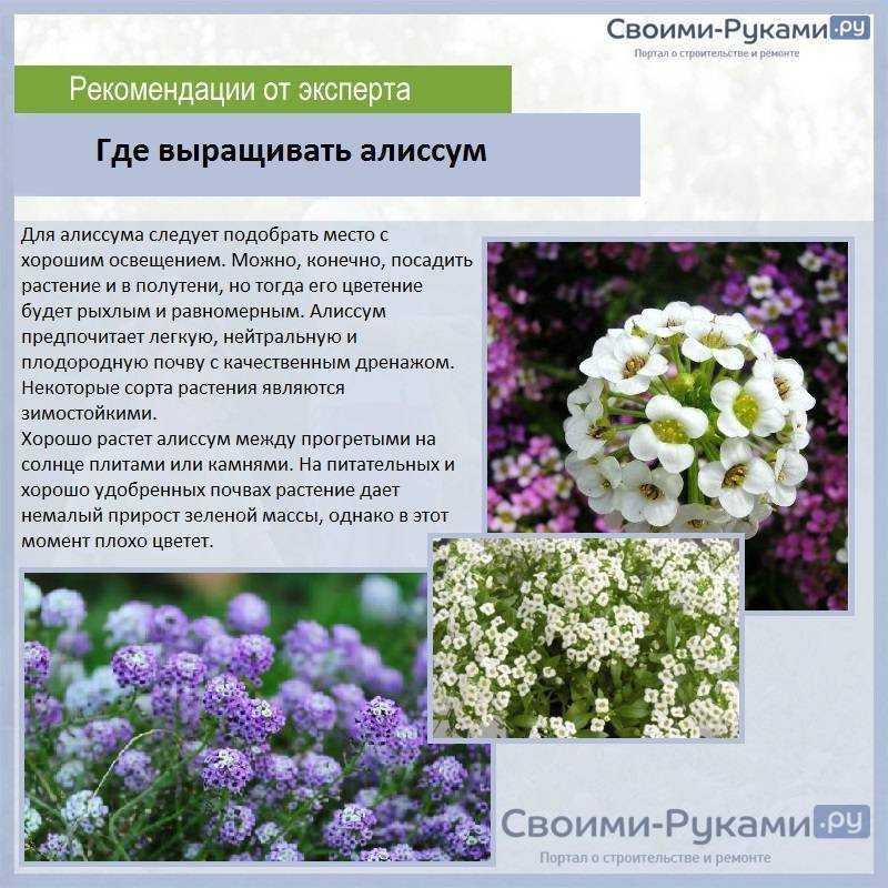 Как хранить мимозу до 10 дней после 8 марта 2023 года: секреты ухода за растением