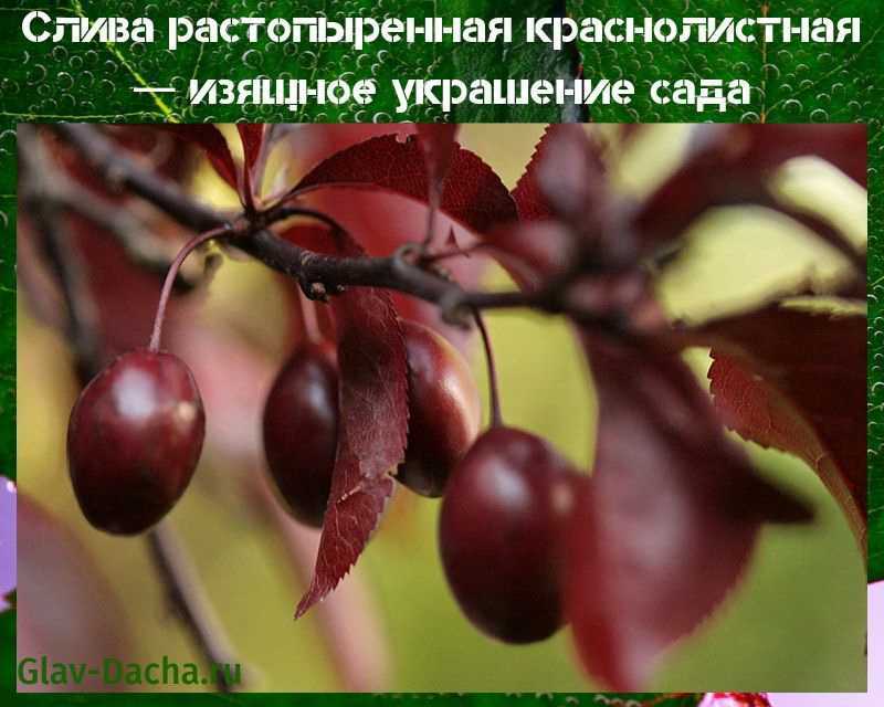 Сорта декоративной сливы: krauter vesuvius, cerasifera plum nigra, japanese и другие | огородники