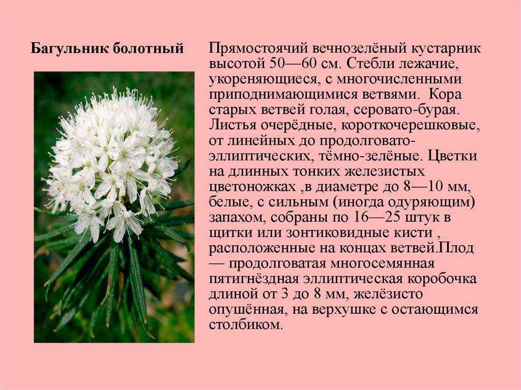 Багульник — опьяняющее растение