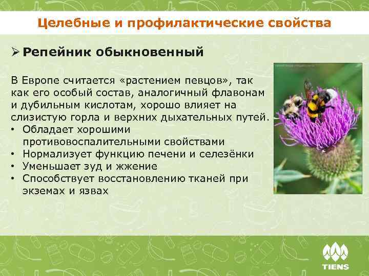 Репейник: описание, полезные свойства и область применения