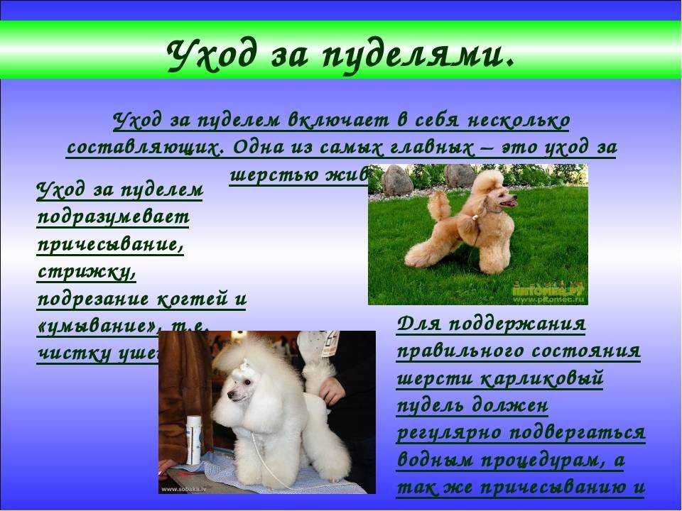 Той-пудель: минусы породы, описание и характеристика, размеры взрослой собаки, фото, в чем разница, если рядом карликовый собрат
