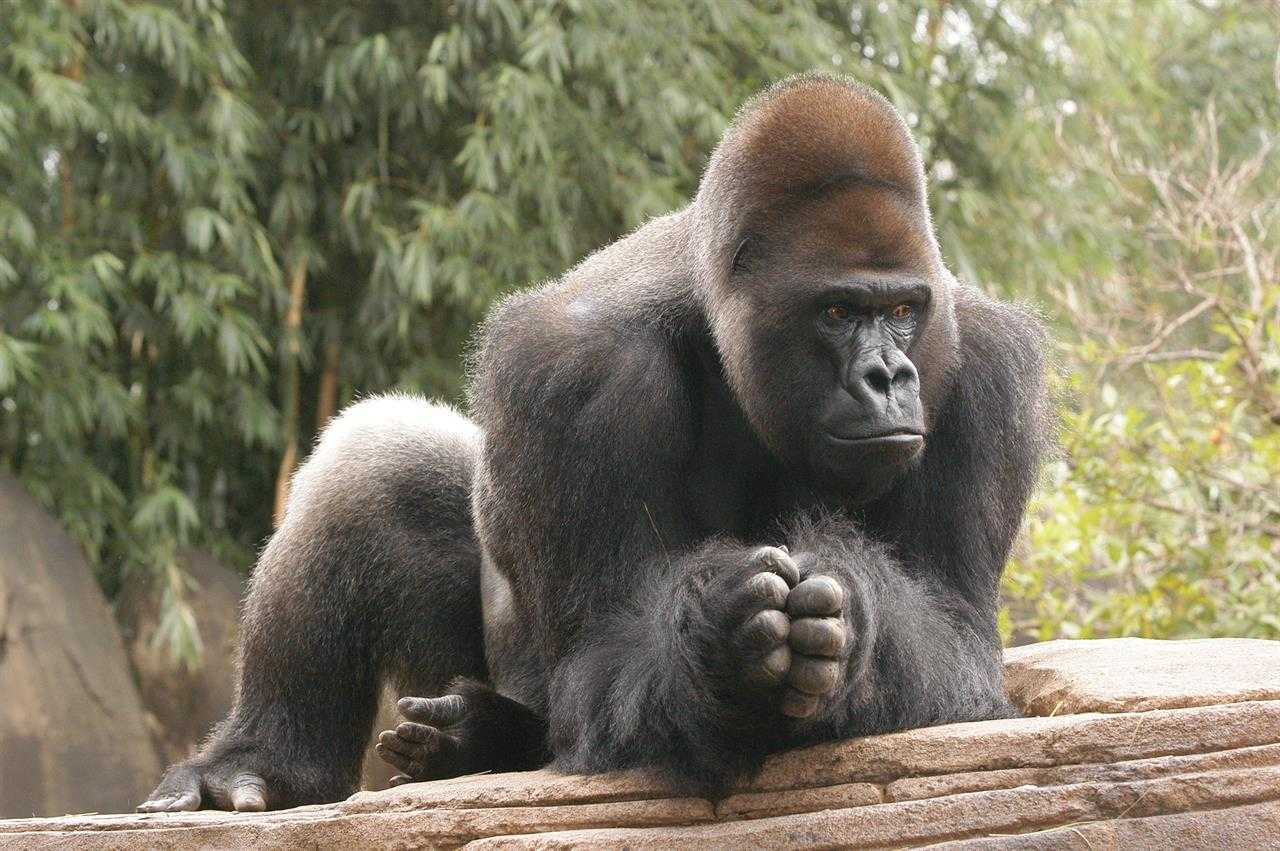 Сколько стоит горилла. Горилла Исабукуру. Горилла и орангутанг. Горилла горилла горилла. Африканская горилла.