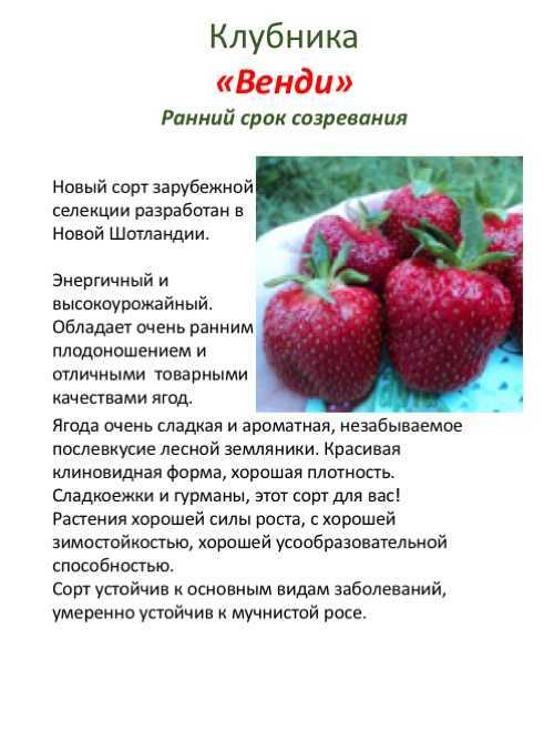 Лучшие сорта садовой земляники с названиями и описанием
