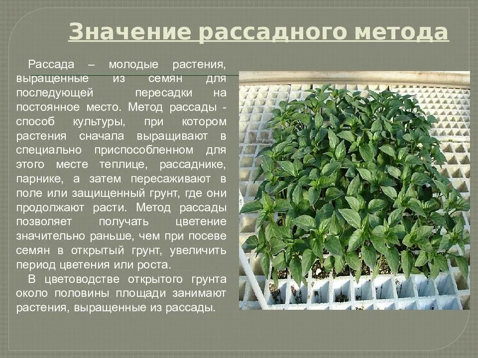 Маттиола (60 фото) - виды, уход и посадка в открытом грунте