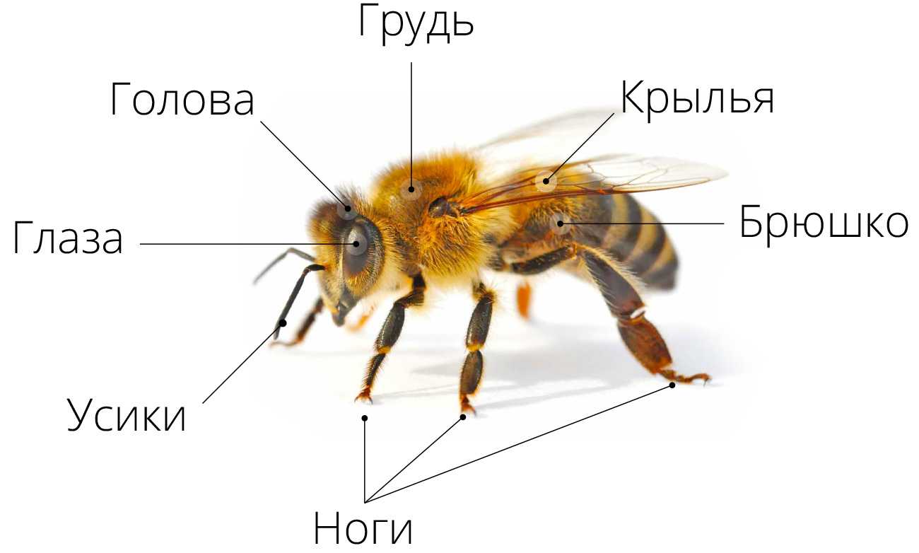 Пчела цветовая схема