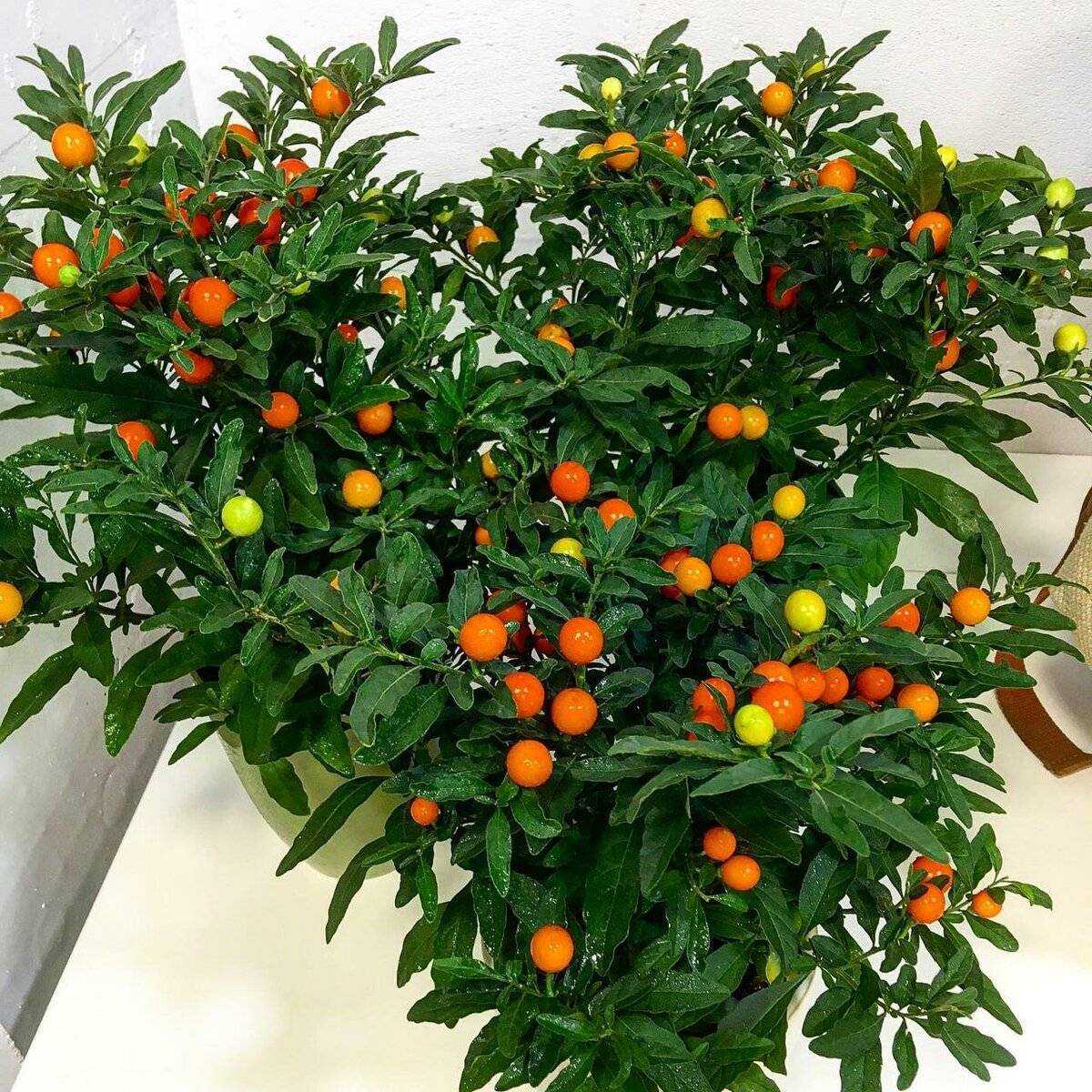 Лучшие сорта картофеля