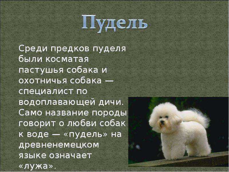 Современный стандарт породы пудель (большой пудель, малый пудель, карликовый и той пудель)