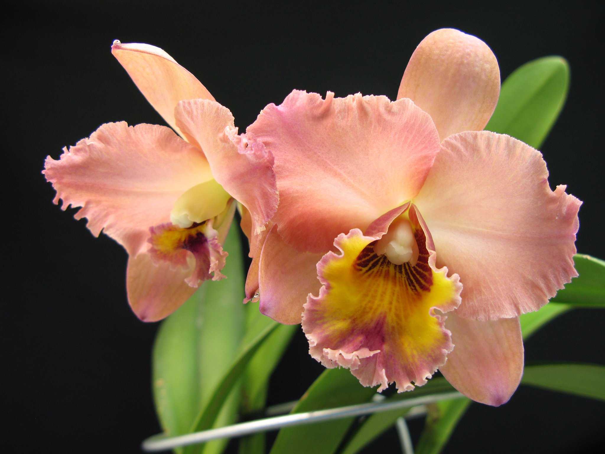 Орхидея каттлея — природные разновидности и гибридные сорта
