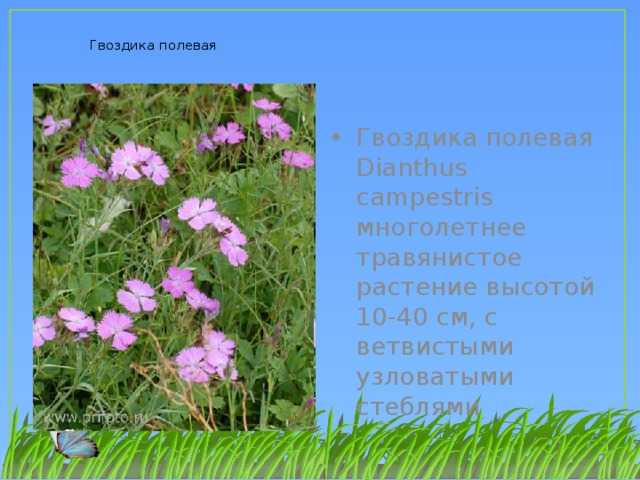 Гвоздика полевая: характеристика, описание сорта, фото, посадка и уход | qlumba.com