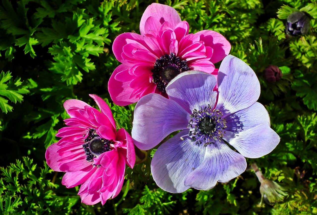 Анемона - 75 фото роскошного украшения утонченным цветком