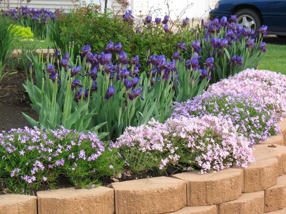 С чем сочетаются ирисы? | flowerfor.me | дзен