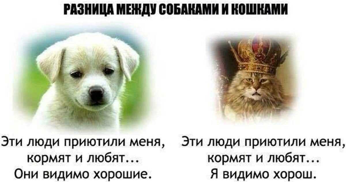 Собака является другом человека Поэтому не зря ее часто дети любят рисовать Бывают они разных пород Каждая из них имеет свои отличительные признаки по
