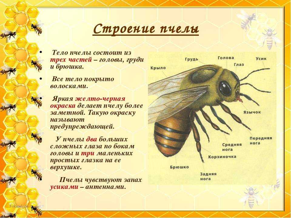 Медоносная пчела иллюстрация, западная медоносная пчела рой медоносная пчела жизненный цикл опылитель, пчела, медоносная пчела, насекомые png