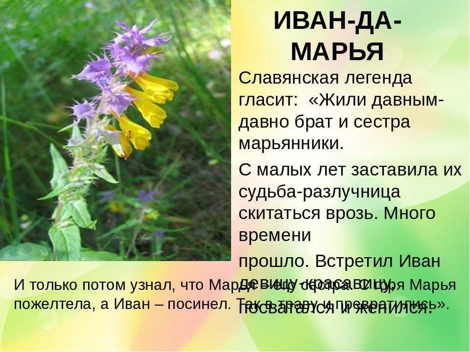 Легендарный описание. Трава Марьянник.