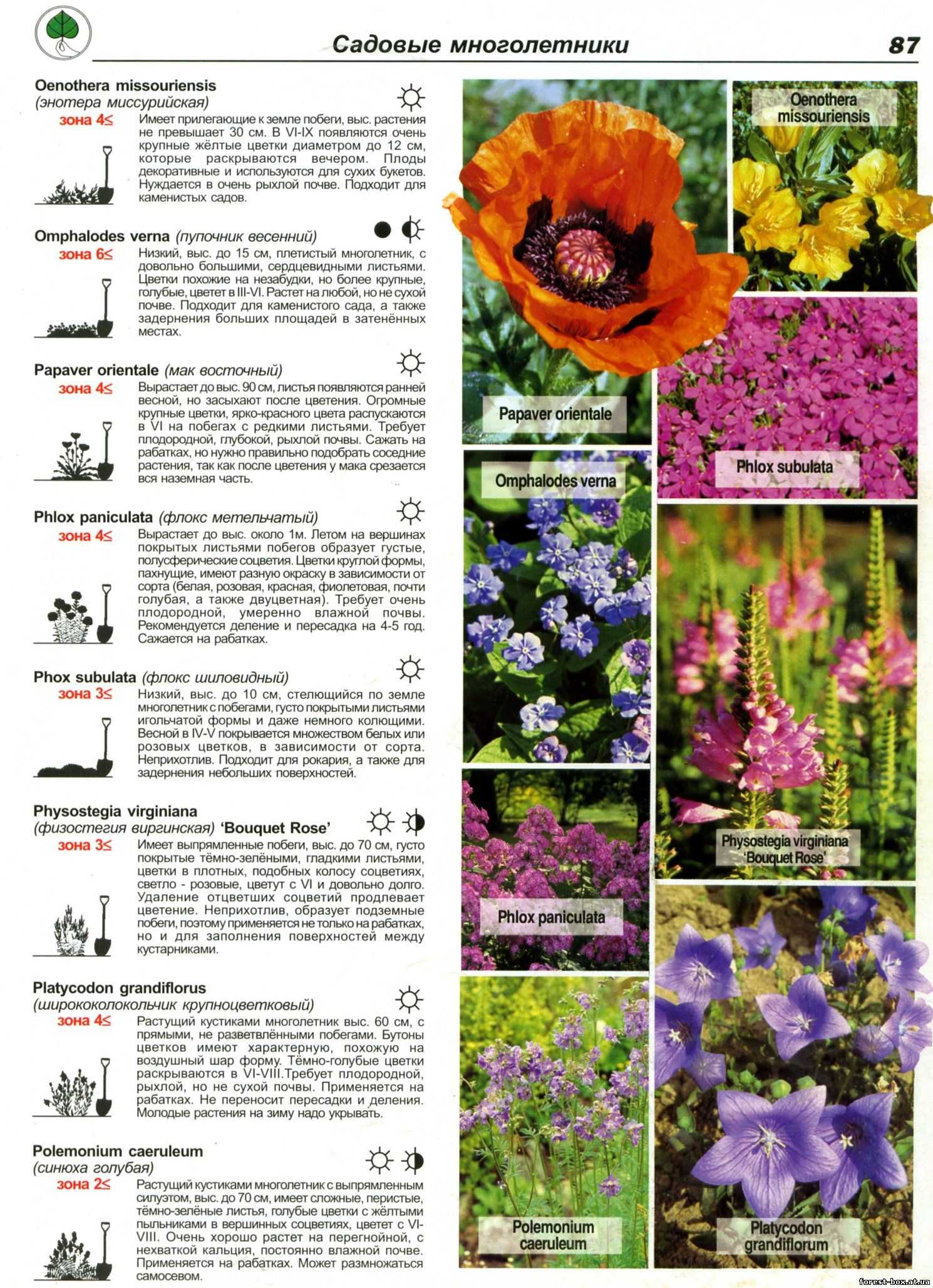 многолетние цветы каталог фото