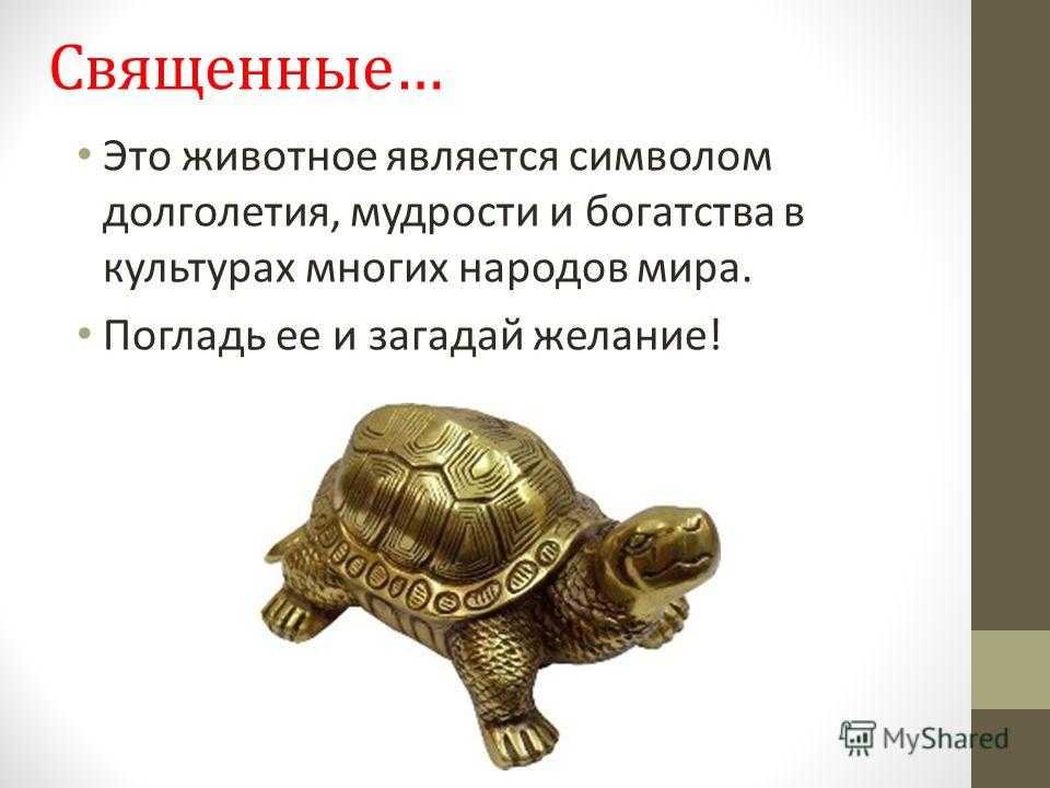 Черепаха из пластилина. как слепить черепаху из пластилина. мастер-класс как вылепить череп из пластилина