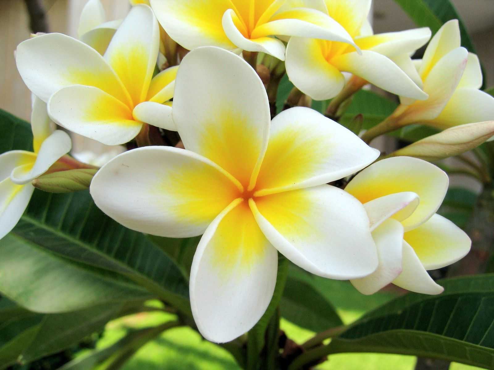 К чему снятся экзотические. Франжипани Бали. Плюмерия Франжипани. Цветы Франжипани Бали.