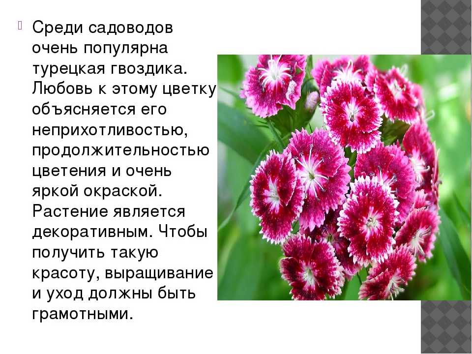 Гвоздика — 98 фото декоративного садового цветка