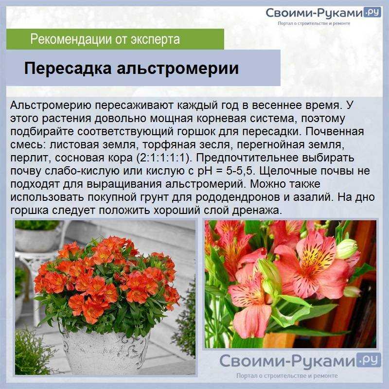 Альстромерия: виды и сорта, выращивание и уход, фото, видео
