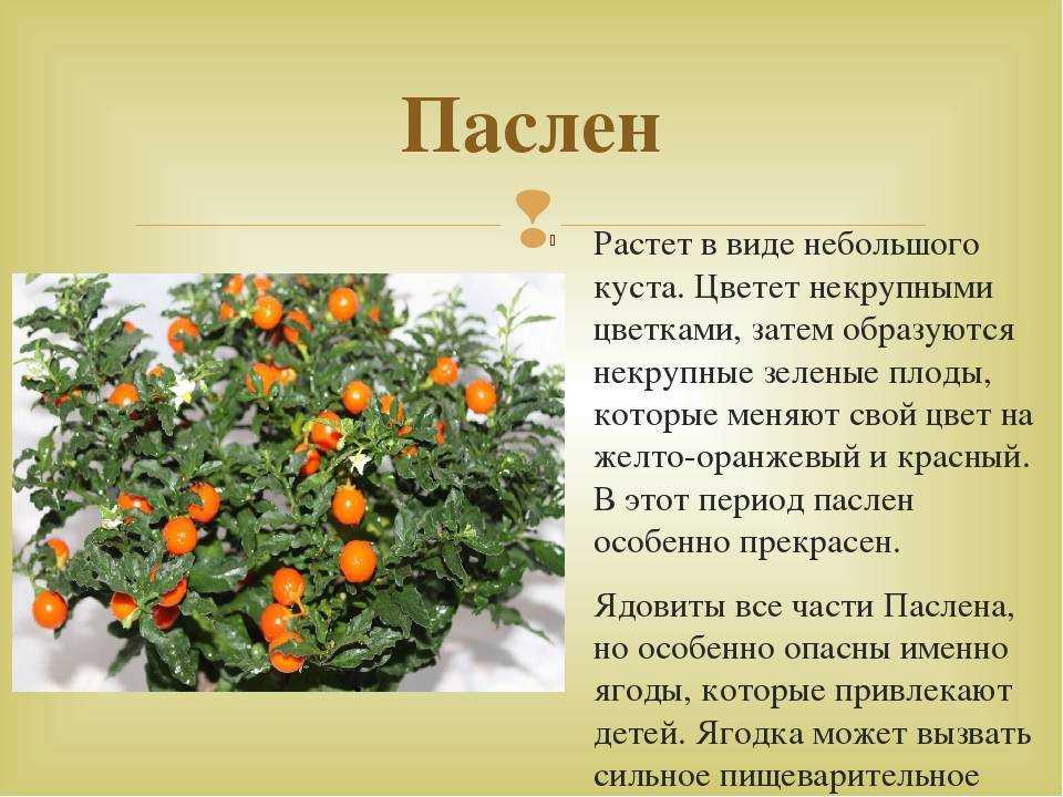 Лучшие сорта картофеля: характеристики и фото