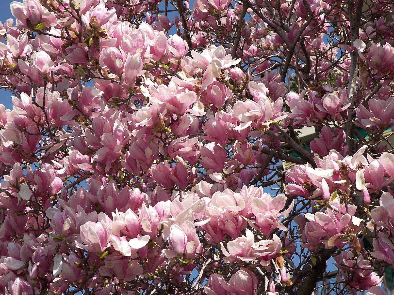 Дерево с розовыми цветами название фото