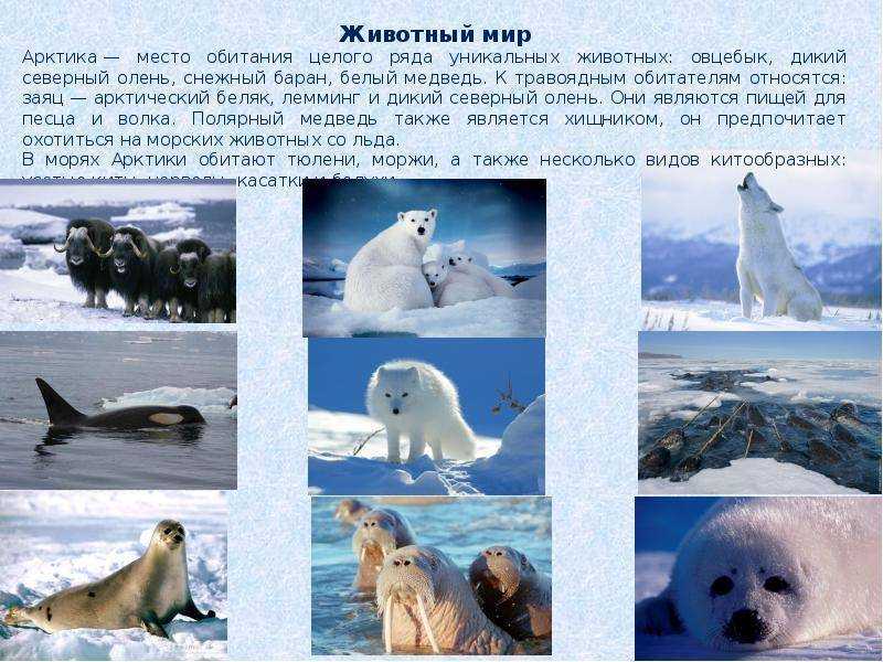 Пингвины — жители холодных краев на планете Земля Их домом можно назвать Арктику и Гренландию Благодаря своему теплому одеянию они могут благополучно жить при