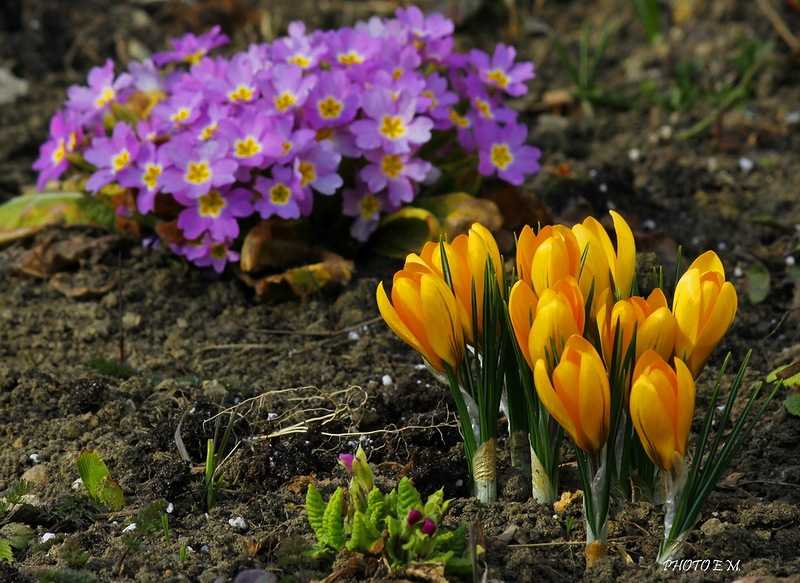 Первоцветы цветы весной. Первоцветы (подснежники, крокусы, гиацинты).. Примула Подснежник. Первоцветы крокусы. Первоцвет фиалка луковичные.