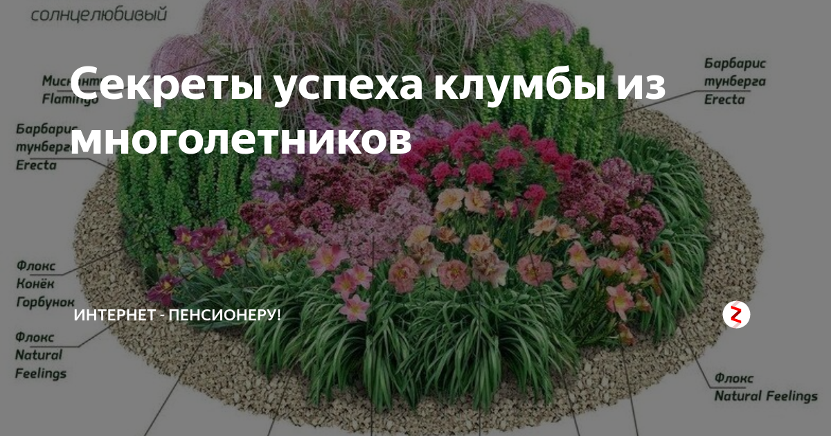 Есть ли комнатные цветы, которые любят солнце и не боятся прямых солнечных лучей?